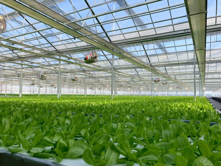 Artificial Light VS Sunlight