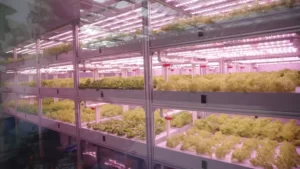Necessity-of-light-environment-regulation-in-plant-factories