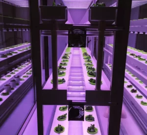 Plant-fill-light-for-day-or-night
