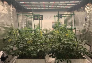 What-is-the-best-light-for-tomato-fill-light