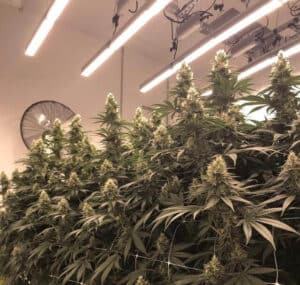 Some-problems-that-need-to-be-paid-attention-to-in-the-use-of-plant-lights