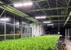 How-to-choose-led-plant-lights-for-growing-vegetables