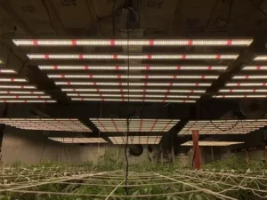 How-to-Create-the-Ideal-Lighting-Environment-for-Indoor-Plants
