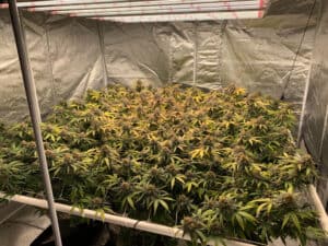 How-many-plants-can-I-grow-under-a-1000W-LED-light