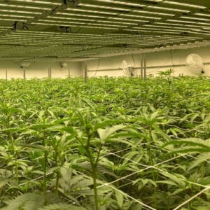 Are-LED-grow-lights-too-bright