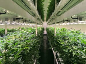 Can-LED-grow-lights-be-left-on-all-night
