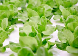 Do-plants-grow-more-slowly-with-LED-lighting