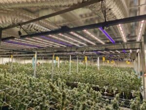 How-often-should-plants-that-are-grown-indoors-be-watered