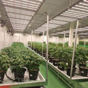 How can I determine whether my grow lights are too bright