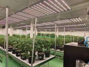 How-to-position-the-grow-lights