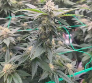How-can-you-tell-if-a-plant-is-content