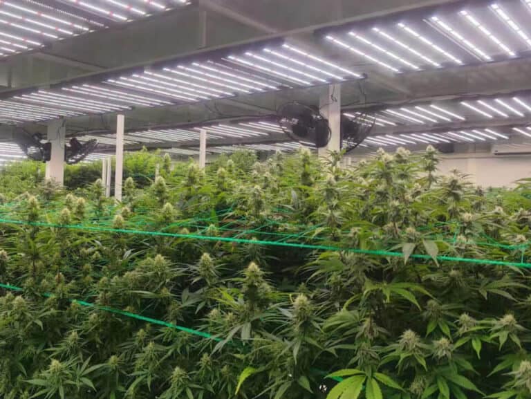 How-can-I-tell-if-my-plants-are-receiving-enough-light
