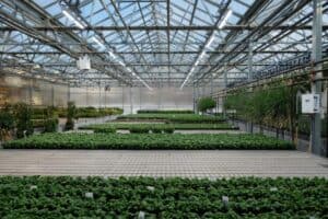 If-grow-lights-are-on-do-you-still-need-sunlight