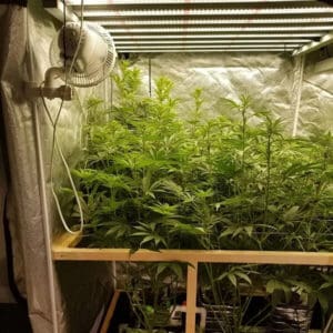 Why-Select-LED-Grow-Lights-for-Hydroponic-Gardening-and-Horticulture