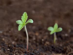 Seedling-Stage