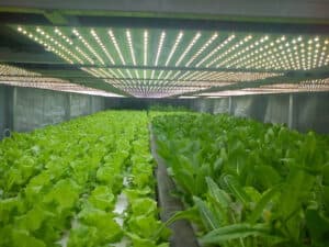 Something-To-Consider-Regarding-LED-Plant-Lighting