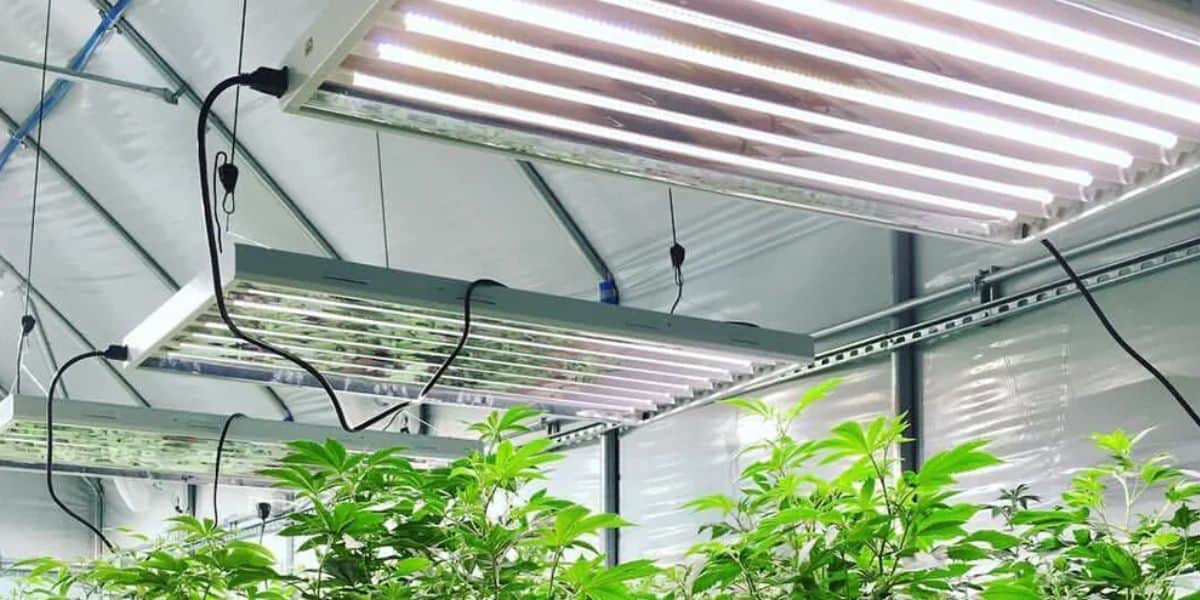LED grow lights