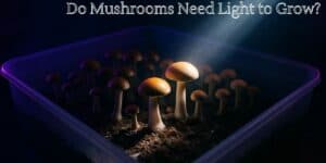 LED grow lighting