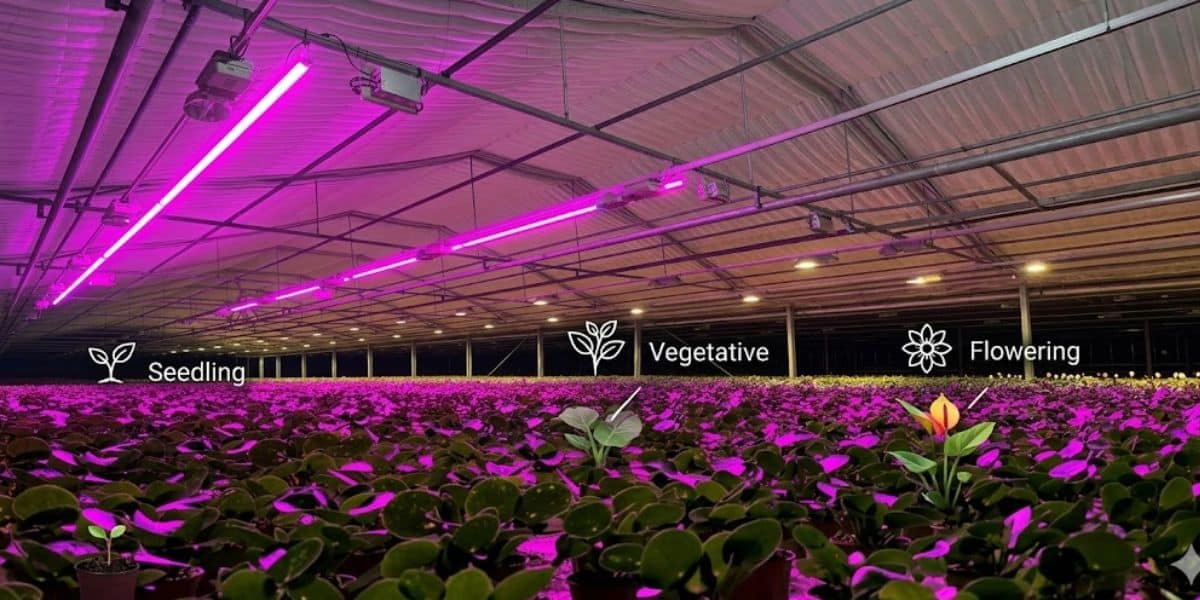LED Greenhouse Lighting