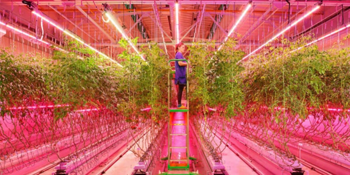 Spectral LED Grow Lights