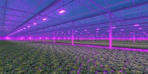 LED Greenhouse Lighting
