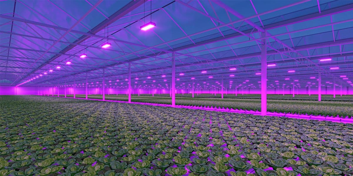 LED Greenhouse Lighting