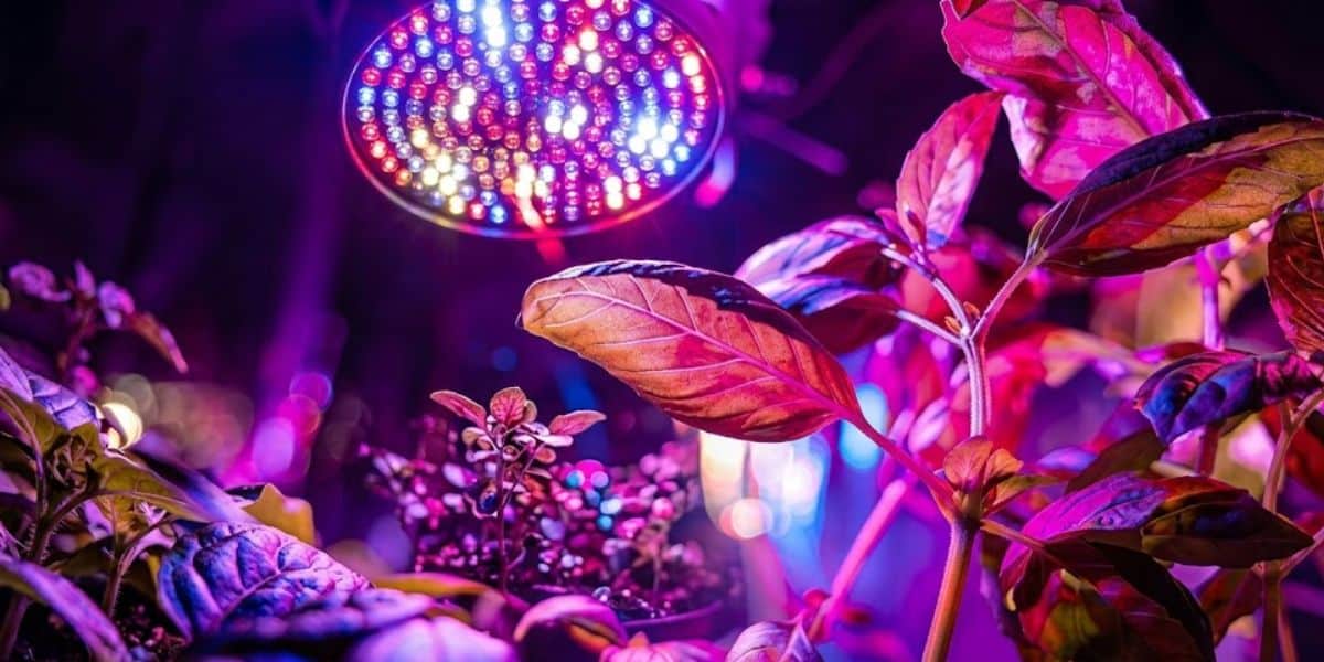 UV Light for Plants