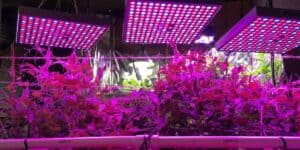 UV Grow Lights