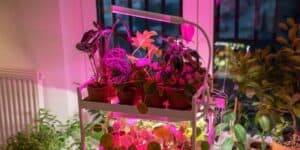 Grow Lights for Blooms