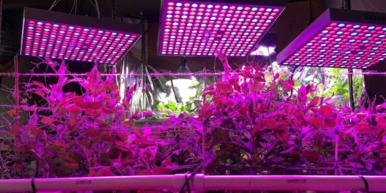 UV Grow Lights