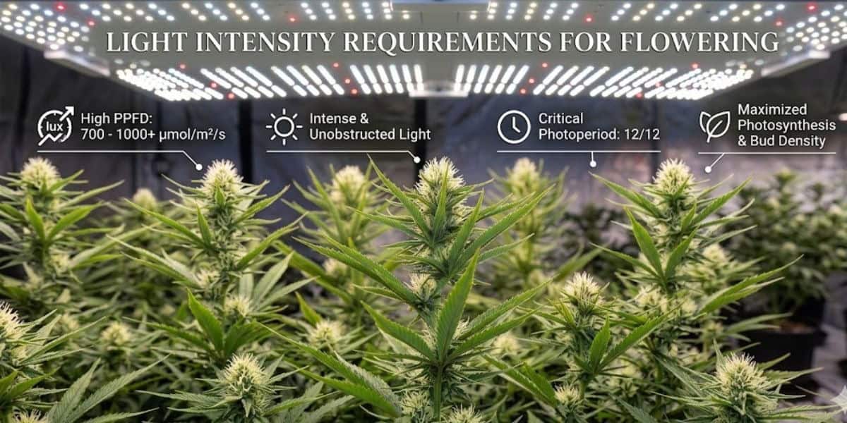 Grow Lights for Blooms