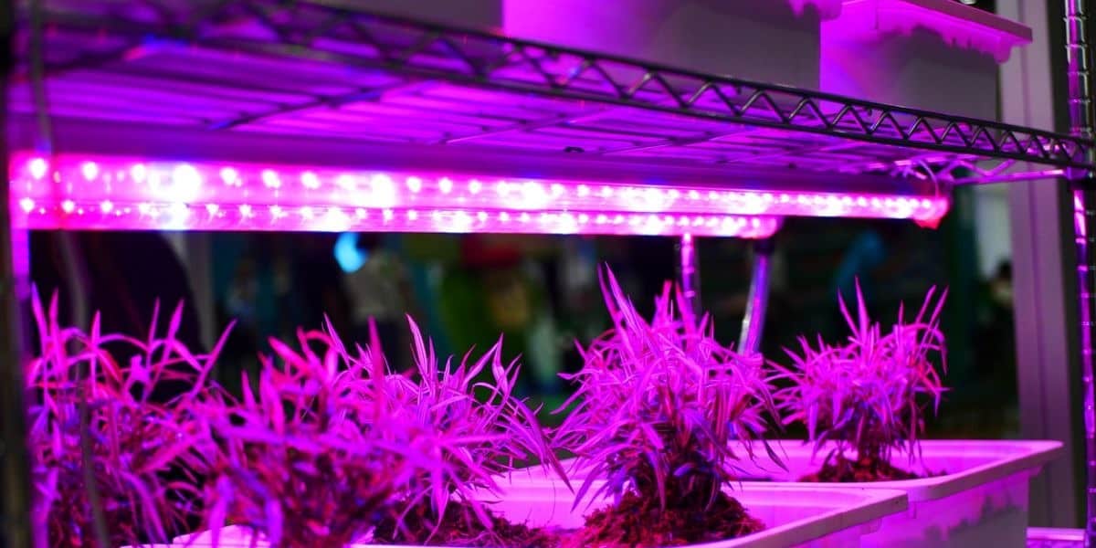 Grow Lights for Blooms