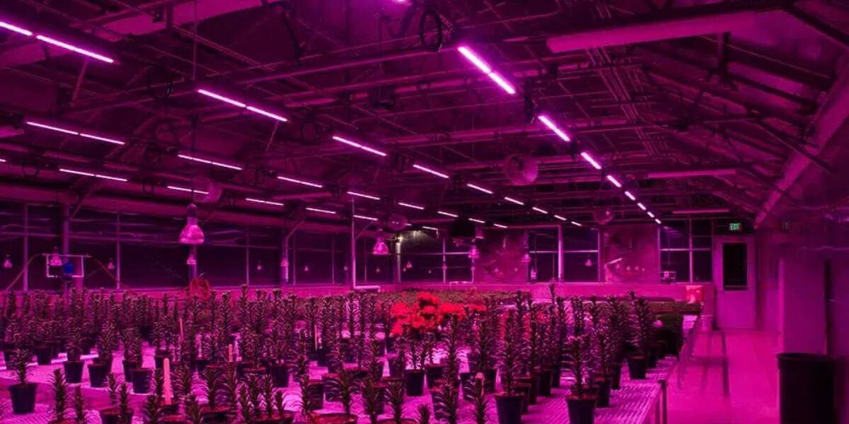 150 Watt LED Grow 150 Watt LED Grow