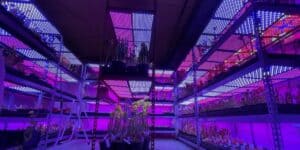 150W LED Grow Lights
