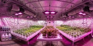 150W LED Grow Lights