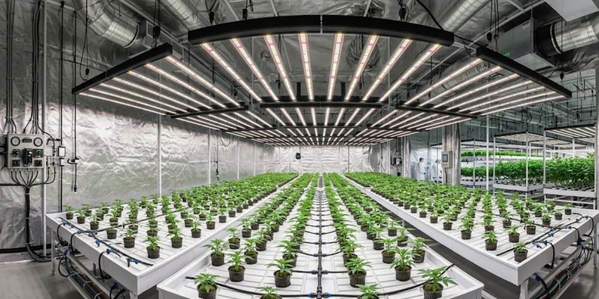 Growers Choice LED Grow Lights Growers Choice LED Grow Lights