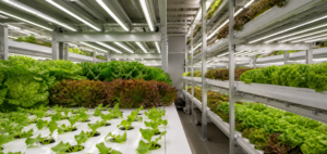 Commercial indoor vertical farm growing lettuce at several stages under white LED grow lights